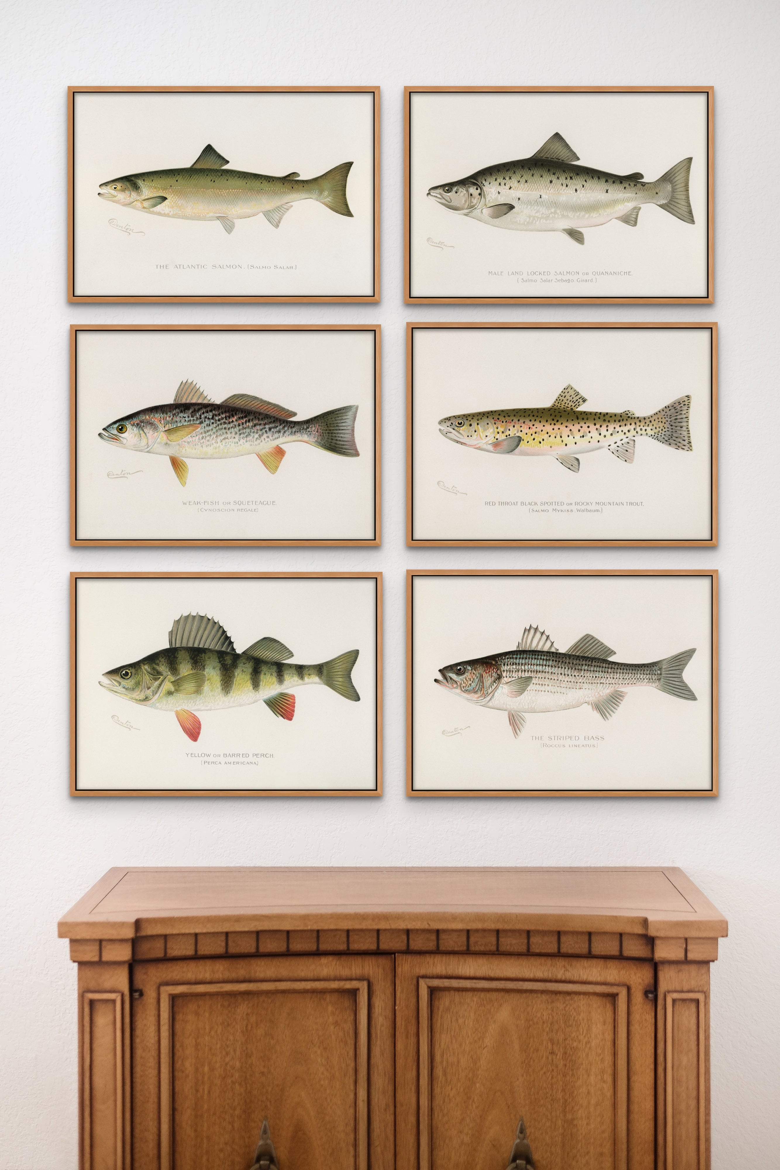 Sherman Denton Fish Print Gallery Walll